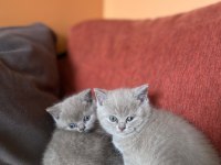 Bir Buçuk Aylık Babaları Şecereli Yavru Kediler