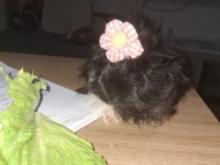 Kafesi ve eşyalarıyla guinea pig