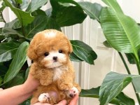 Show Düzeydeki Toy Poodle Bebeklerim