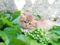 British longhair yavru kediler