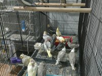 Yeni Yeme Düşmüş Yavru Sultan Papağanlar