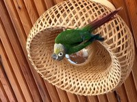 Konur Papağanı Kafes Ve Aksesuarları İle Birlikte