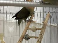 Sevda Papağanı Çift 2 Yaşında