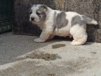 Dev Alabay Yavrularımız