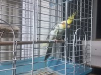 Sultan Papağanı Yavrusu