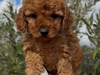 Erkek Toy Poodle Süper Kalite İsteyene