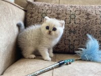 Irk Garantili Şecereli Anne Babanın British Bebeği