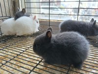 Türkiye'nin her iline gönderim cüce tavşan yavruları