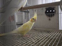 Çift lutino sultan papağanı