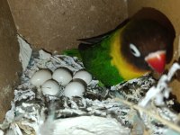 El Besleme Yavru Cennet Papağanımız