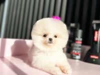 Türkiye'nin En Seçkin Pomeranian Boo (Ayı Surat) Garantili Yavruları