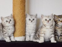 Asil Silver British Shorthair Ns24