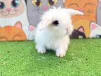 Hollanda teddy lop tavşanı gönderim yapılır