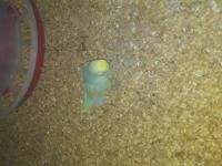 5 Adet Rainbow Muhabbet Kuşu Uyguna