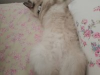 Ücretsiz Siyam Kedisi Blue Point Karışımı