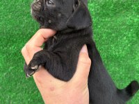 40 Günlük Pug Mops Yavrular