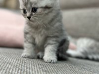 British shorthair 1,5 aylık