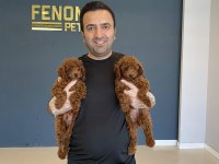Mükemmel Maltipoo Yavrularımız Ankara Mağazamızda Görün