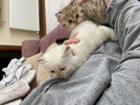 Scottish ve british yavru kediler