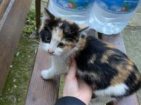 Yavru kedilerimize sıcak yuva