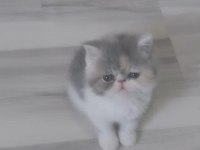 Exotic shorthair yavrular