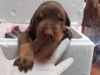 Tek Eksileri Şecere Belgeli İri Doberman Yavrular