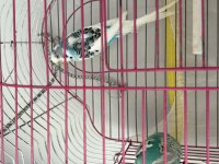 Muhabbet Kuşları Takım