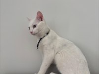 Mavi Gözlü Beyaz Tekir Kedimiz 5 Aylık Dişi