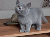 Klasik Blue Renk British Shorthair Dişi Yavru