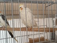 Acil Satılık Çift Ve Dişi Sultan Papağanı
