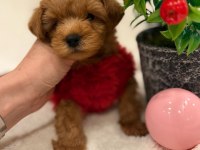 Sevimli maltipoo yavrular