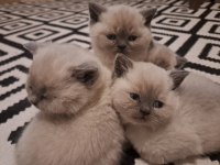 British yavrularımız teslime hazır