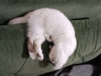 8 Aylık Erkek Kedimiz