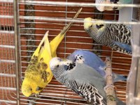 Vasıflı Show Jumbo Genç Üretim Muhabbet Kuşları