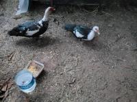 Amerikan ördeği yumurtası