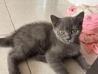British shorthair 3 aylık dişi kedimiz