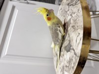 Sultan papağanım sahiplendirilecektir (₺)