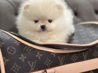 Orjinal Erkek Teacup Pomeranian