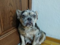A Kalite Blue Merle Fransız Bulldog Dişi 1.5-2 Yaş