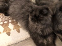 6 Aylık Dişi İran Persian Kediler