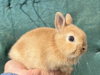 Orijinal hollanda cüce tavşanı