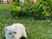 Güzeller Güzeli Bebiş Kediler