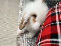 2 Aylık Hollanda Lop Tavşanı