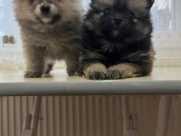 Pomeranian Boo Dişi 3,5 Aylık Yavrumuz