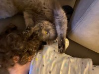 British Shorthair 2 Yaşında