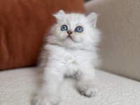 Özel tip silver point british kedimiz