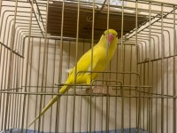 Mutasyon Sarı Pakistan Papağanı