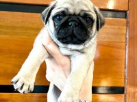 Dünya tatlısı pug köpeği yavruları