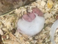 Hamster gonzales izmir buca orjinal ve tatlı