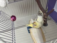 Sultan Papağanı Çift